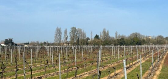 Terrain à bâtir à , Gironde