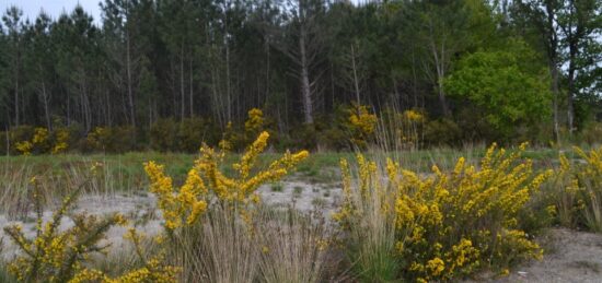 Terrain à bâtir à Mios, Nouvelle-Aquitaine