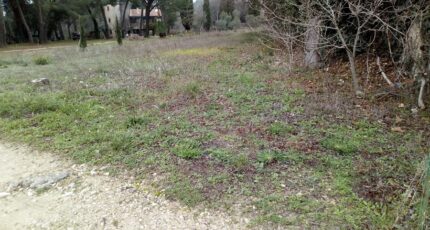 Cadenet Terrain à bâtir - 2008917-11041annonce120241122HfPqq.jpeg Maisons France Confort